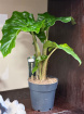 Gifts | Plants | Alocasia 40cm Tall P13
