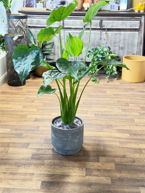 Gifts | Plants | Alocasia Cucullata P21
