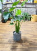 Gifts | Plants | Alocasia Cucullata P21