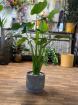 Gifts | Plants | Alocasia Cucullata P21