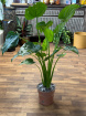 Gifts | Plants | Alocasia Cucullata P21