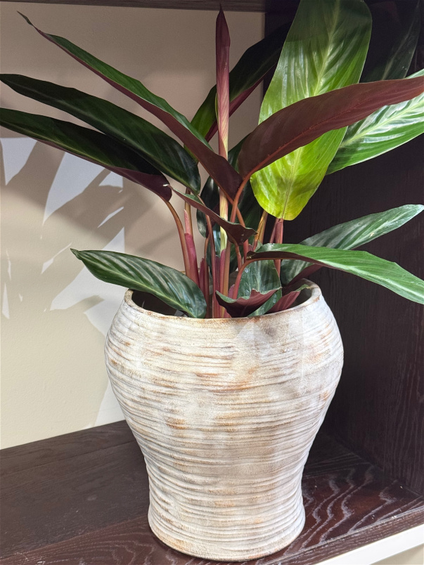 Gifts | Plants | Calathea Stromantia P14