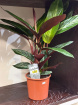 Gifts | Plants | Calathea Stromantia P14