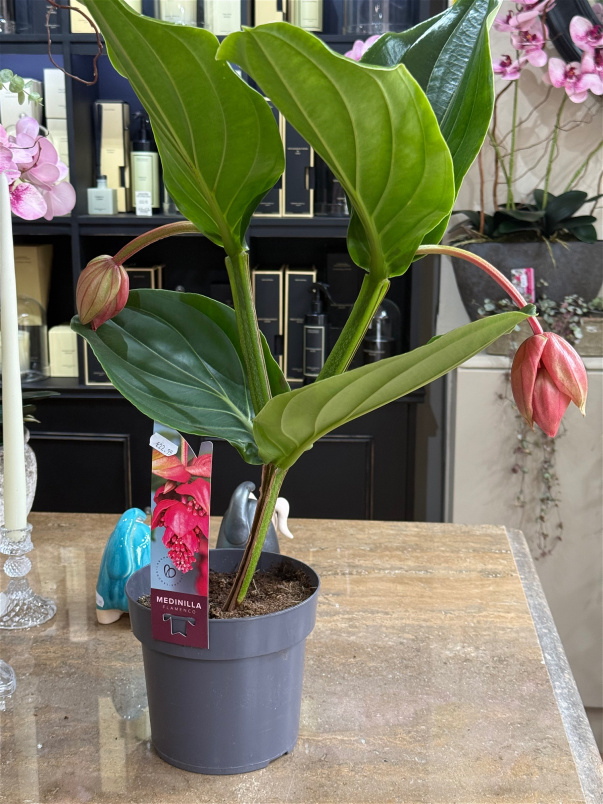 Plants | Medina Flamenco P14