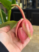 Plants | Medina Flamenco P14