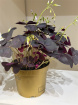 Plants | Oxalis P10
