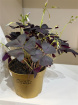 Plants | Oxalis P10