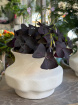 Plants | Oxalis P10