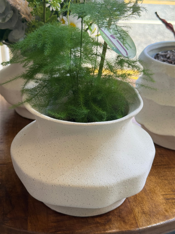 Plants | Asparagus Setac  Small