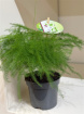 Plants | Asparagus Setac  Small