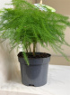 Plants | Asparagus Setac  Small