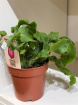 Plants | Epiphyllum Guatemalensis P12