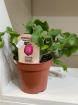 Plants | Epiphyllum Guatemalensis P12