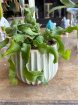 Plants | Epiphyllum Guatemalensis P12