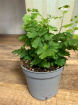 Plants | Adiantum Raddi Mini P6