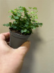 Plants | Adiantum Raddi Mini P6