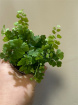 Plants | Adiantum Raddi Mini P6