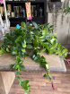 Plants | Aeschynanthus ( Mona Lisa) P15
