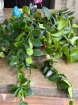 Plants | Aeschynanthus ( Mona Lisa) P15