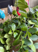 Plants | Aeschynanthus ( Mona Lisa) P15