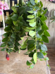 Plants | Aeschynanthus ( Mona Lisa) P15