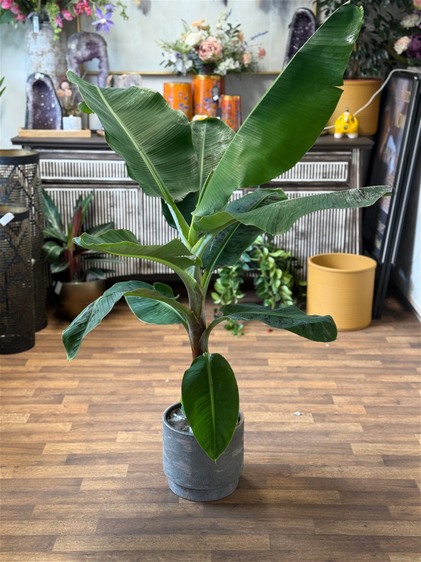 Plants | Musa Dwarf (Banana Plant) P21