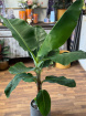 Plants | Musa Dwarf (Banana Plant) P21
