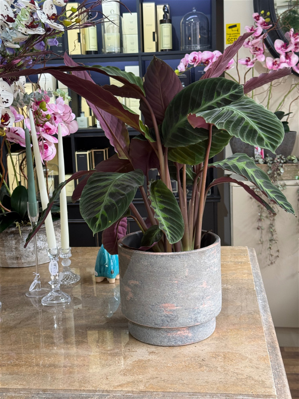 Plants | Calathea warshevski P19