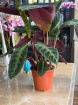 Plants | Calathea warshevski P19
