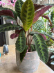 Plants | Calathea warshevski P19