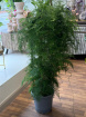 Plants | Asparagus Large Setac P 28