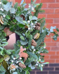 Christmas | Door Wreaths | Mistletoe Kisses ~ Fresh Wreath