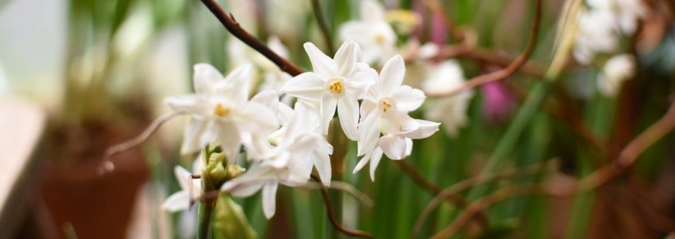 Siop Botanica | Lampeter | Home