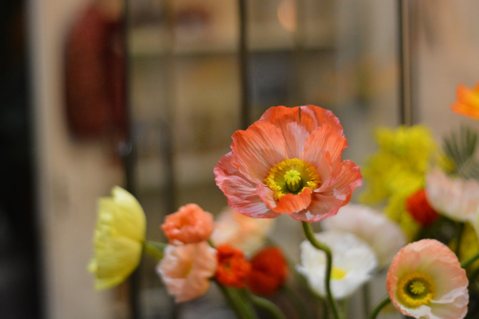 Siop Botanica | Lampeter | Home