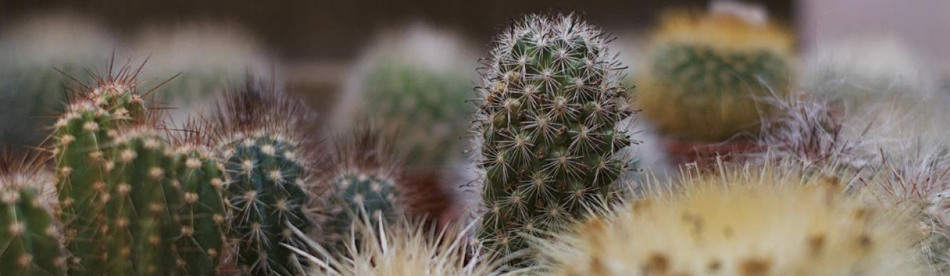 Siop Botanica | Lampeter | Home