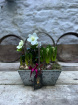 Dydd Santes Dwynwen  | Mother’s Day  | The Potting Shed | Winter / Spring Collection | Metal trug of Spring