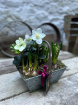 Dydd Santes Dwynwen  | Mother’s Day  | The Potting Shed | Winter / Spring Collection | Metal trug of Spring