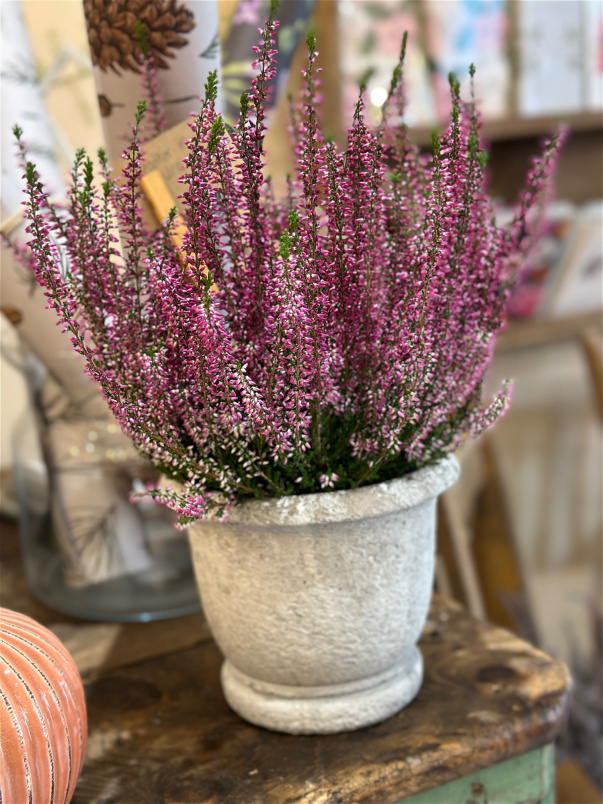 Summer/Autumn Collection | The Potting Shed | Potted Heather