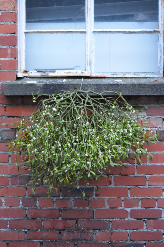 Christmas 2025 | Mistletoe