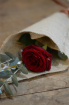 St. Valentine’s Day 2026 | Single Red Rose