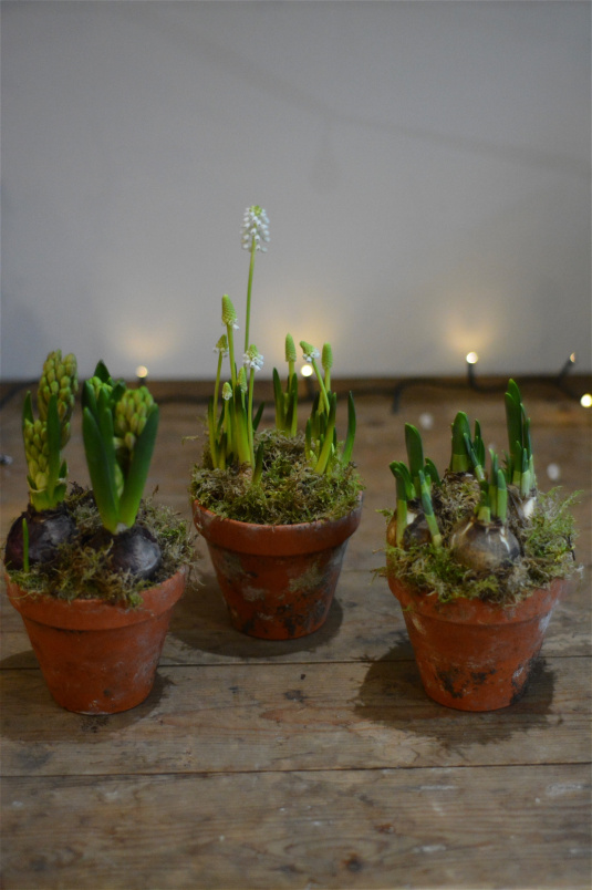 Spring Collection | St. Valentine’s Day 2026 | Pots of Spring Bulbs