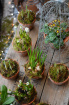 Spring Collection | St. Valentine’s Day 2026 | Pots of Spring Bulbs