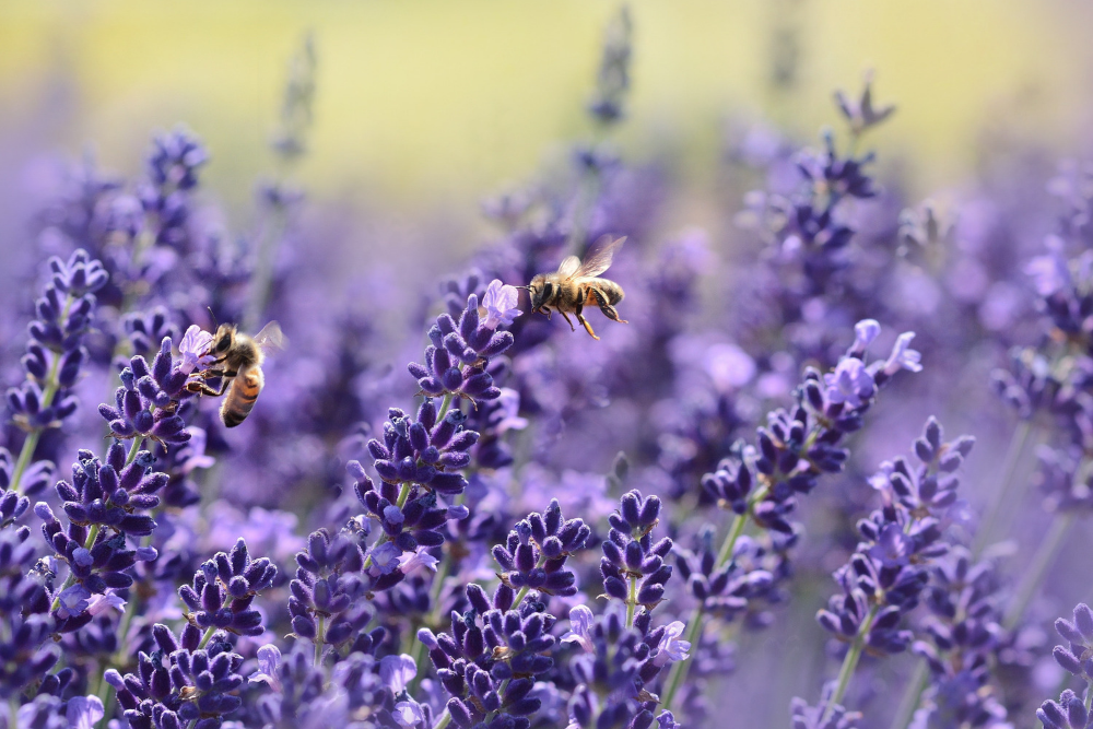 Flowers Bees Love