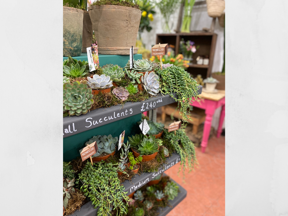 The Best Indoor Succulents on the Isle of Wight