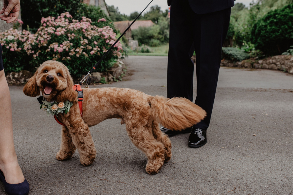 Flowers by Nic @ The Floral Boutique | Isle of Wight | Floral Elegance for Your Furry Friend