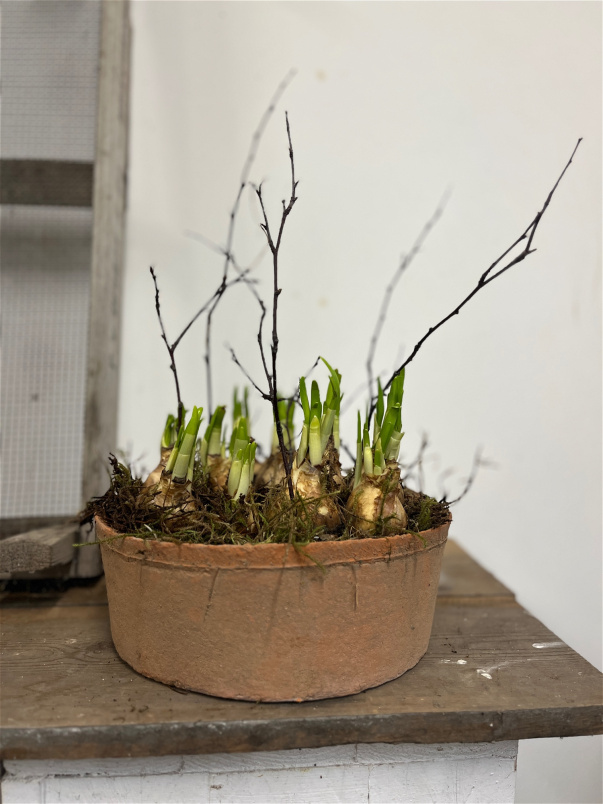 Mother's Day Collection | Plants | Terracotta Bowl of Spring