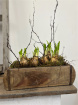 Arrangements | Mother's Day Collection | Plants | Reclaimed Wooden Brickmould Planted
