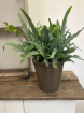 Plants | Blue Star Fern in Aged Terracotta Pot