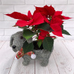 Christmas | Flower Baskets  | Christmas Dog Planter with Poinsettia