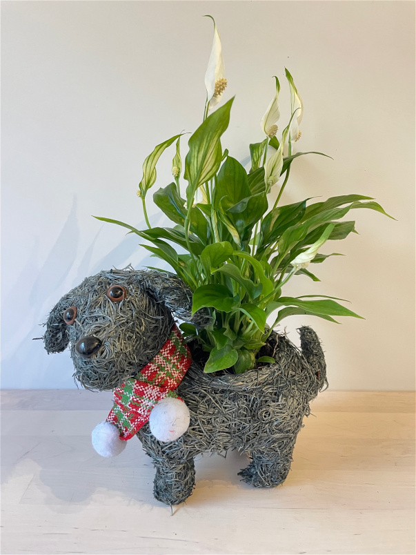 Christmas | Flower Baskets  | Mother’s Day | Salim Dog Planter with Peace Lily